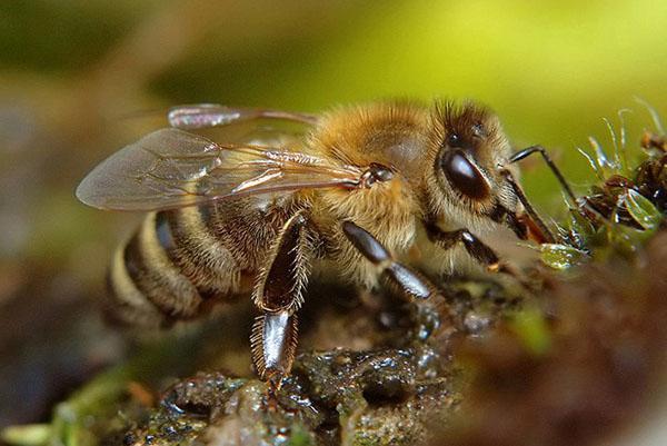 Krajinska pasmina pčela (Apis mellifera carnica)