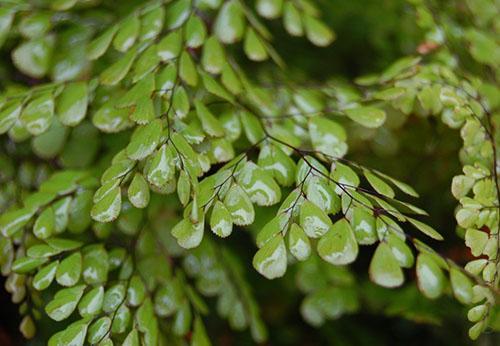 Adiantum venustum (A. venustum)