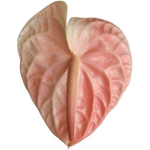 Anthurium soorten Blush