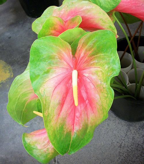 Anthurium variëteit Watermeloen Obake