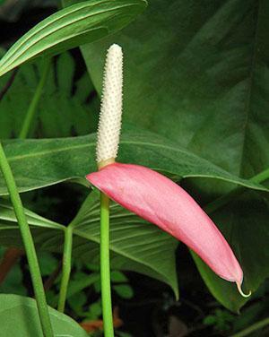 Anthurium Linden heeft een ovale, taps toelopende roze sluier