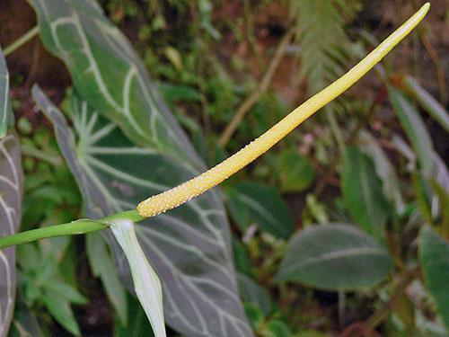 Crystal anthurium bloem is niet decoratief