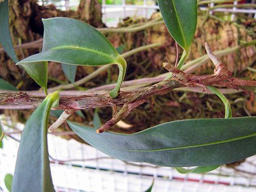 Klimanthurium (Anthurium scandens)