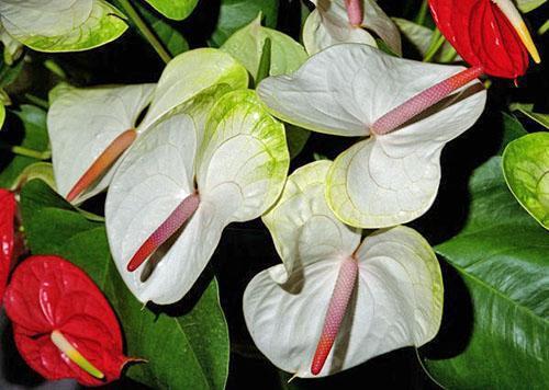 Anthurium Andre (Anthurium andreanum)