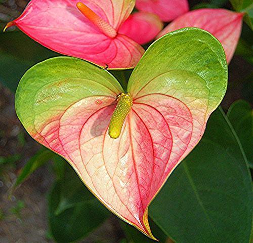 Anthurium Andre met roze bloeiwijze