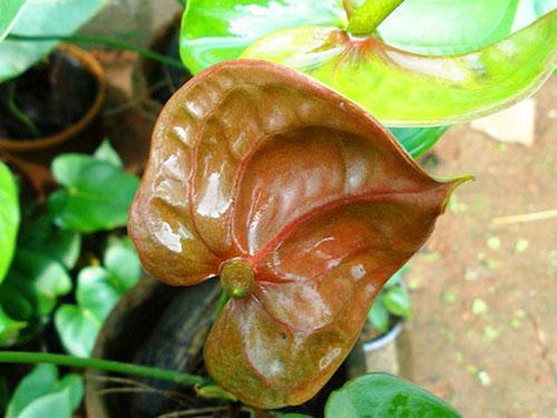 Anthurium Bruine Deken