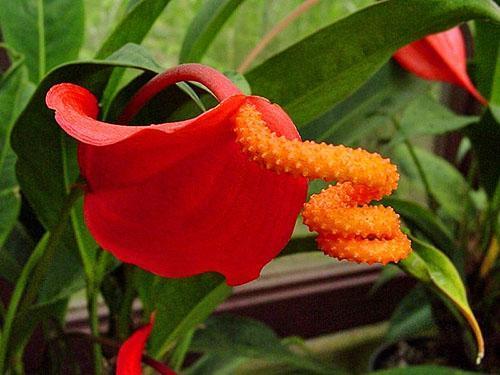 Anthurium scherzerianum