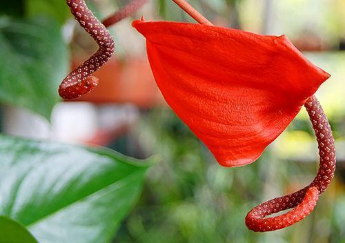 De anthurium van Scherzer verschilt van de anthurium van Andre in de vorm van de bloeiwijze