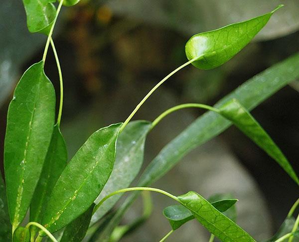 Codiaum bonte vormen van appendiculatum