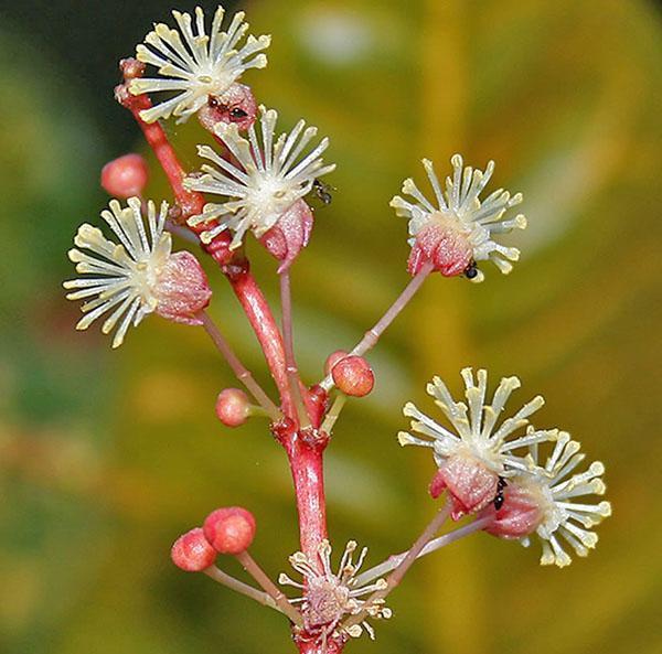 Mannelijke Croton-bloemen