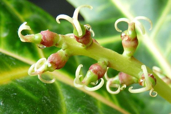 Vrouwelijke croton bloemen