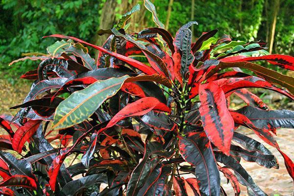 Croton met rood en zwart blad