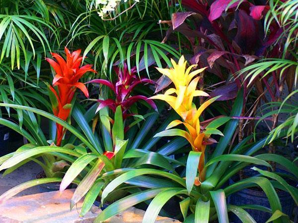 Guzmania minor