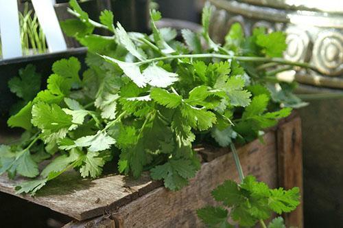 Koriander uit de tuin