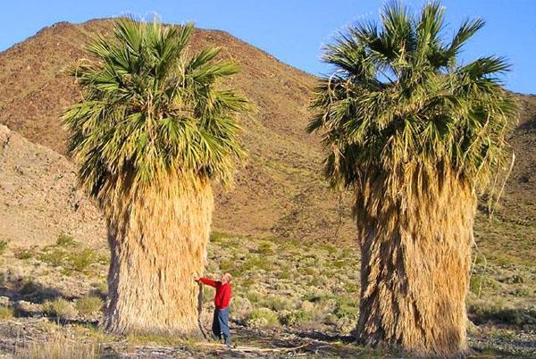 Washingtonia nitaste prirode