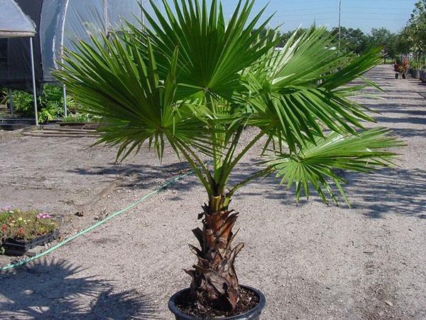 Washingtonia robusta