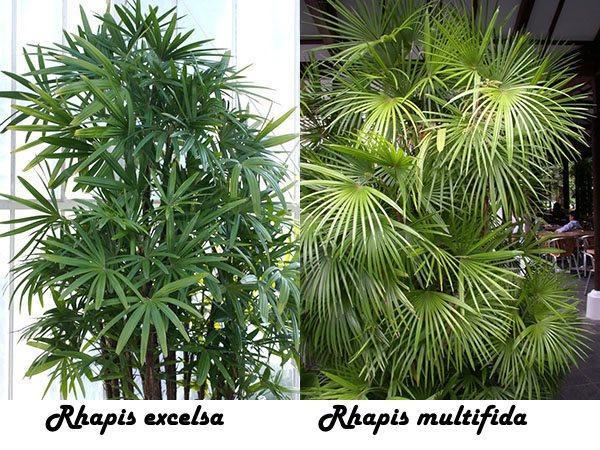 Rhapis excelsa i Rhapis multifida