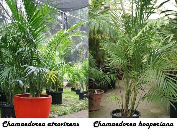 Chamaedorea atrovirens i Chamaedorea hooperiana