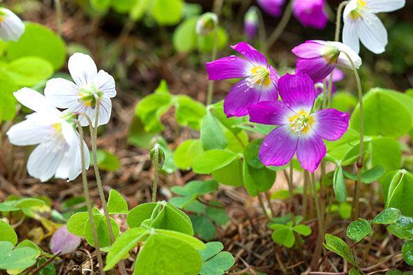 Jorgovan i bijeli cvjetovi oxalis vulgaris