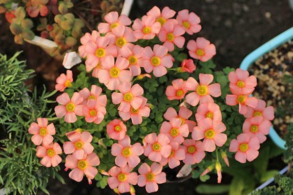 Oxalis obtusa sorte Comosa Pink