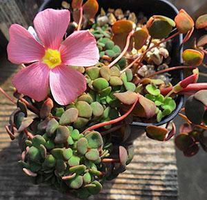 Oxalis Convexula s običnim cvjetovima