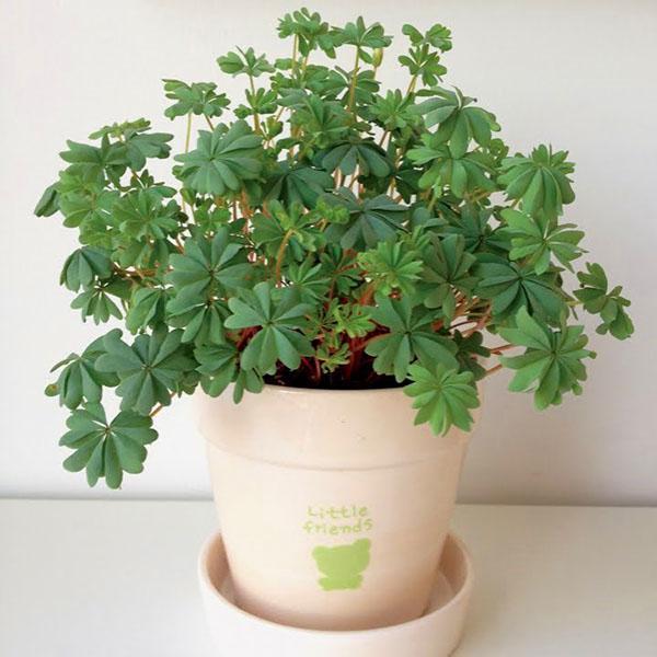 Srebrnozeleno lišće Oxalis adenophylla