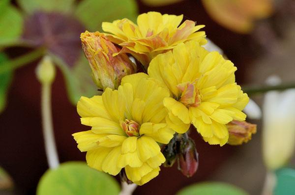 Oxalis compressa var. Flore pleno