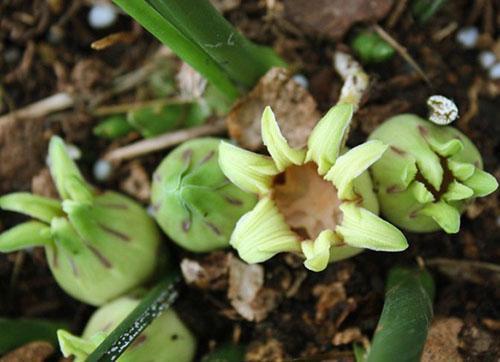 Aspidistra attenuata Alishan divovska prskalica