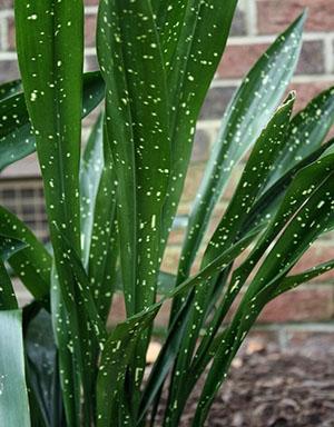 Nagano Star Aspidistra sorta