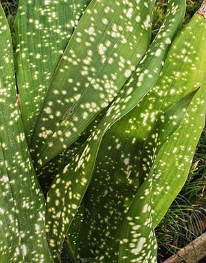 Žuti čekić Aspidistra sichuanensis