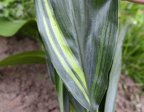 Aspidistra elatior Fuji-No-Mine