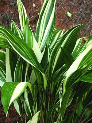 Aspidistra širokolisna Okame