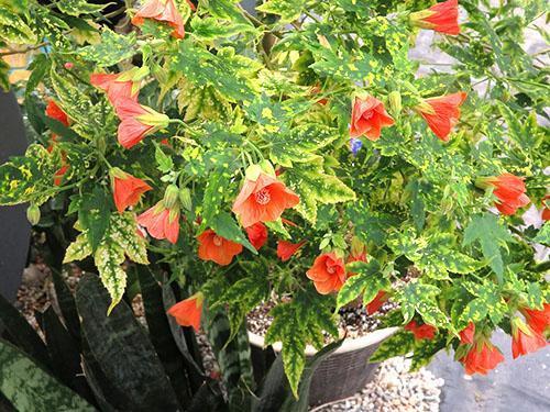 Abutilon sorte Thompsonii.