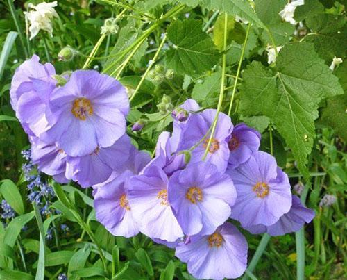 Abutilon grožđano lišće (A. vitifolium)