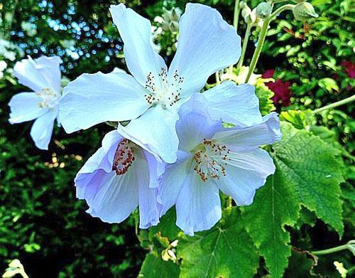 Abutilon White Charm