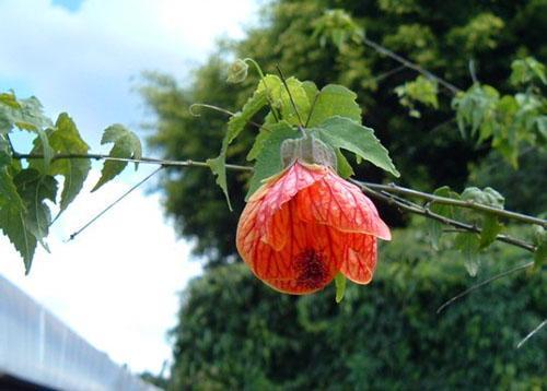 Abutilon Darwin (A. darwinii)