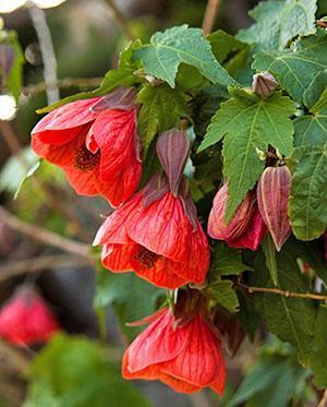 Hibridni abutilon (A. hybridum)