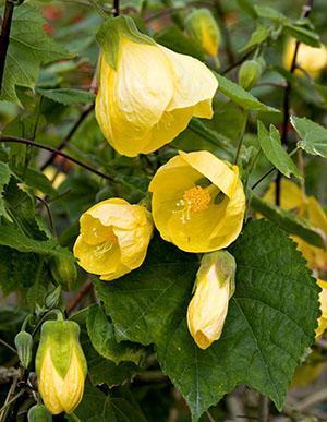 Abutilon Bella Žuta