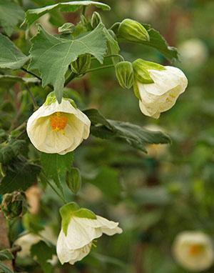 Abutilon Bijeli Kralj