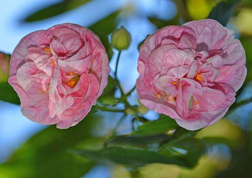 Pink Swirls hibrid abutilone s nježno ružičastim vijencima