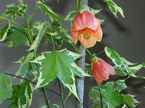 Abutilone sorte Souvenir de Bonn