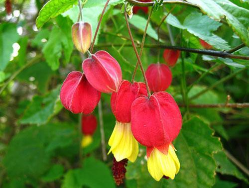 Abutilon megapotamskiy (A. megapotamicum)