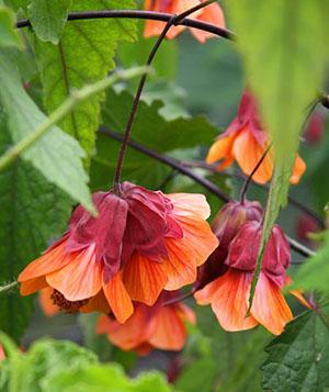 Abutilon megapotamskiy sorte Orange Hot Lava