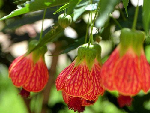 Pjegavi abutilon (A. striatum ili pictum) sorte Marlon Fontoura