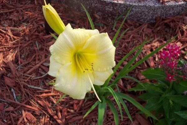 Daylily Longfields Pearl