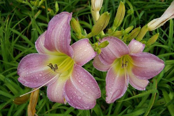 Daylily Catherine Woodbery