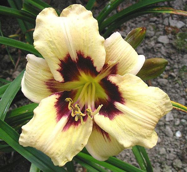 Daylily hybride doos van Pandora