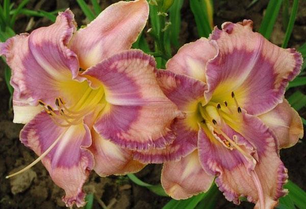 Daylily hybride Mildred Mitchell