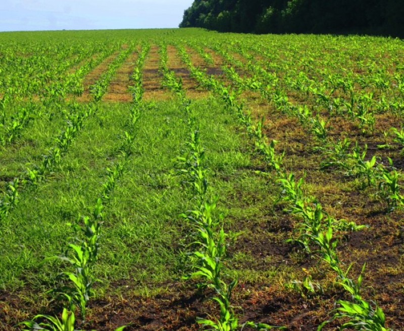 instructies voor het gebruik van herbicide grims