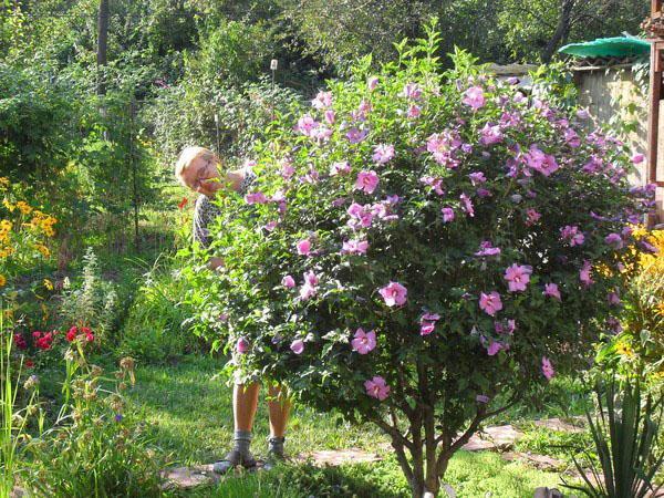 Uzgoj hibiskusa u središnjoj Rusiji